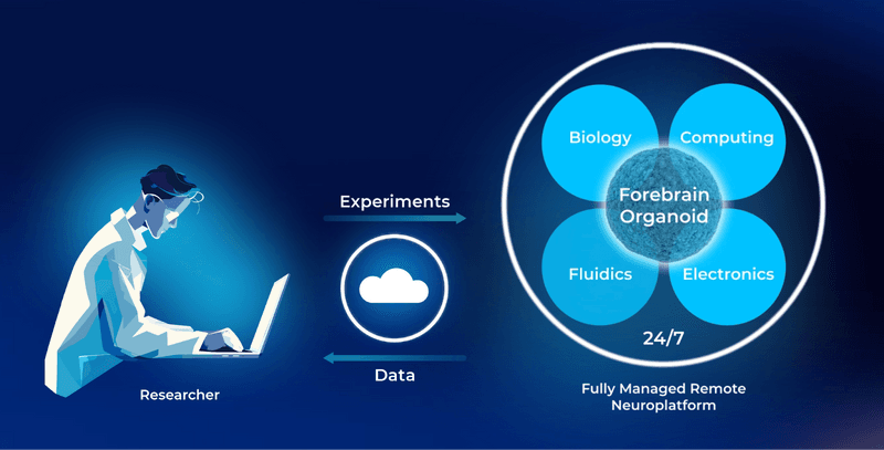 How does Neuroplatform Work?