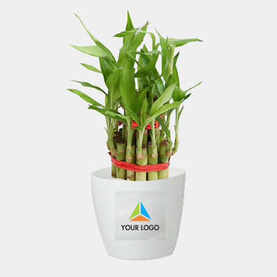 Lucky bamboo plany 