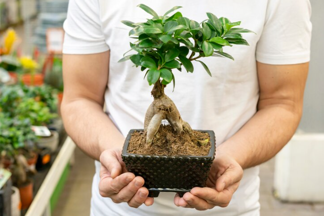 Bonsai Plant