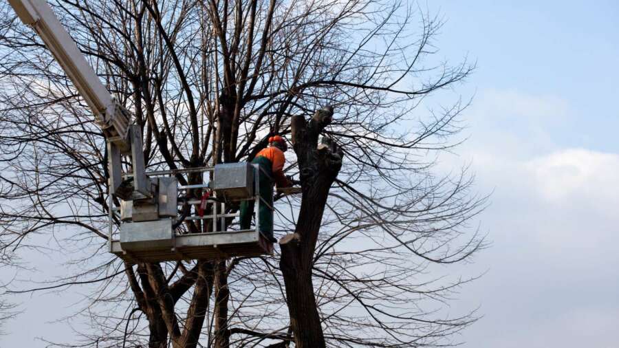 Data, vegetation management, and the big picture: seeing the wood for the trees