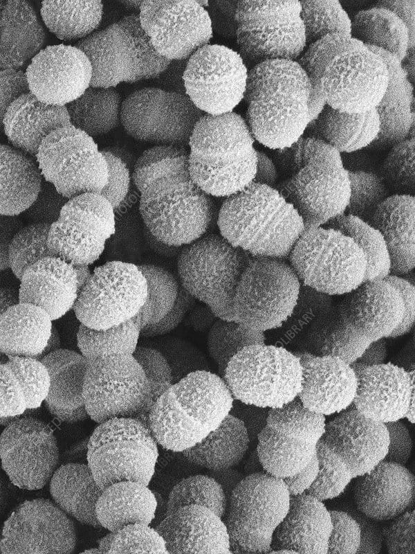 The MicroByte Series-Streptococcus salivarius: The Oral Cavity Pioneer