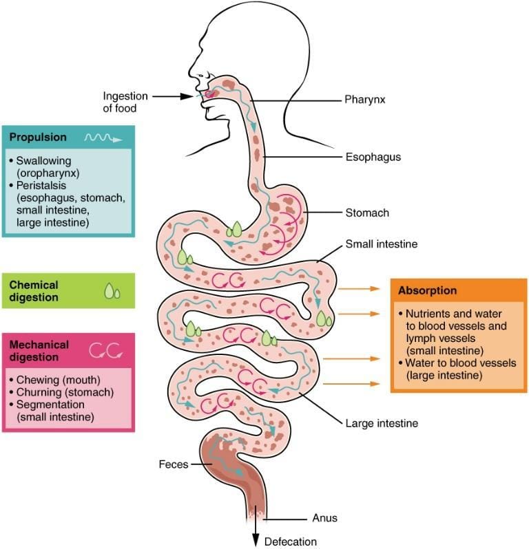 Digestive distress? The Secret Fix Might Start From Your Mouth!